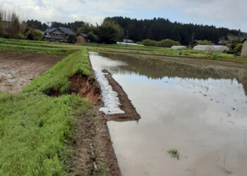 令和６年能登半島地震による田んぼの畔の崩落を土嚢で一時的に修復している様子